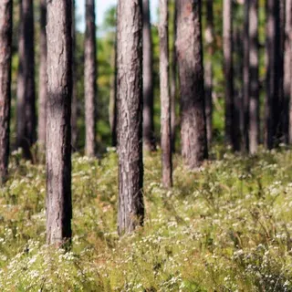 thumbnail for publication: Upland Pine Ecosystems